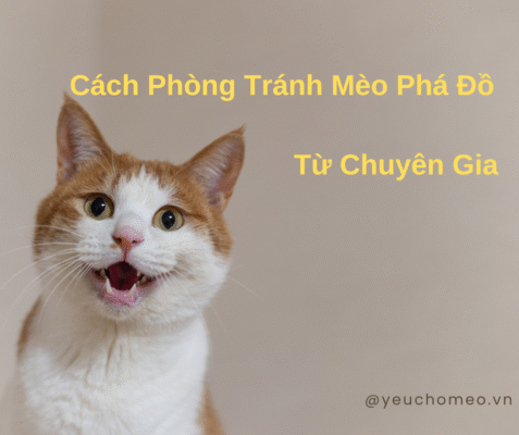 Cách Phòng Tránh Mèo Phá Đồ Trong Nhà: Giải Pháp Từ Chuyên Gia Nuôi Mèo & Tâm Lý Hành Vi