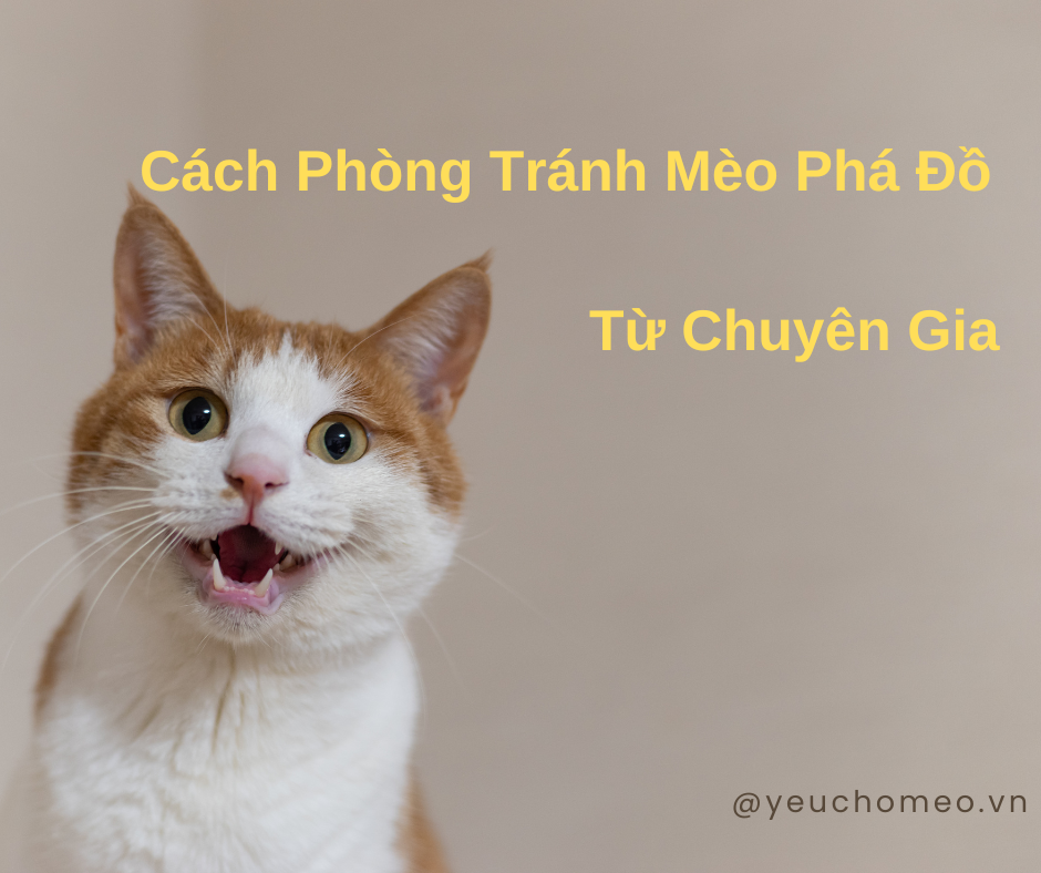 Cách Phòng Tránh Mèo Phá Đồ Trong Nhà: Giải Pháp Từ Chuyên Gia Nuôi Mèo & Tâm Lý Hành Vi